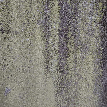 カビやコケが堆積した外壁の様子